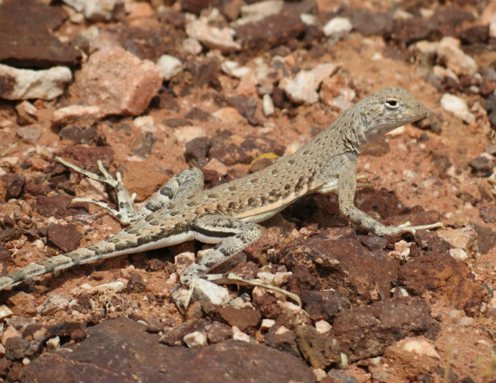 Zebra-tail Lizard